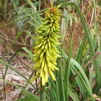 Kniphofia 'Percy's Pride'